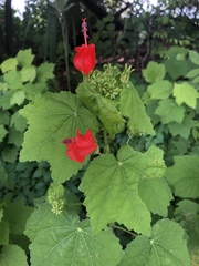 Malvaviscus arboreus drummondii