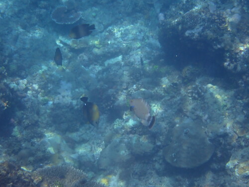 Tripletail Maori Wrasse (Cheilinus trilobatus)