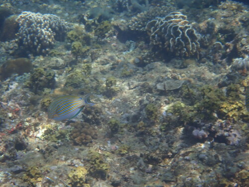 Striped Surgeonfish (Acanthurus lineatus)
