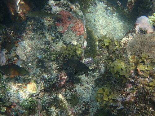 Spotted Boxfish — seen at this dive site