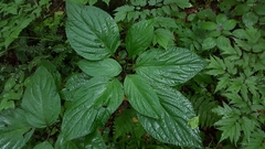 Collinsonia canadensis