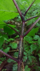 Collinsonia canadensis