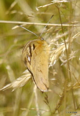 Heteronympha penelope