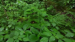 Collinsonia canadensis
