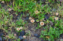 Contumyces rosellus image