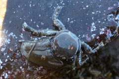 Petrolisthes manimaculis