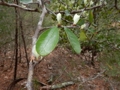Sideroxylon