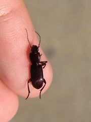Stenomorphus