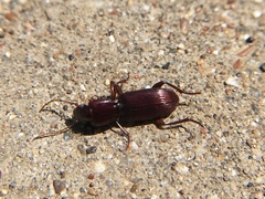 Stenomorphus