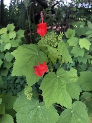 Malvaviscus arboreus drummondii