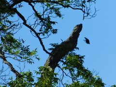 Melanerpes carolinus