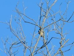 Melanerpes carolinus