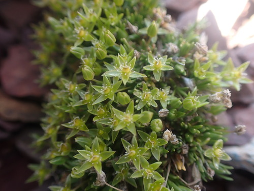 Image of Sabulina austromontana by no rights reserved