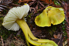 Hygrocybe virescens image