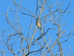 Melanerpes carolinus