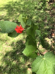 Malvaviscus arboreus drummondii