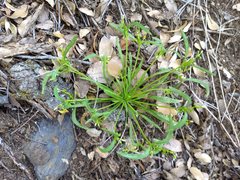 Claytonia parviflora viridis
