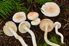 Hygrophorus pusillus image