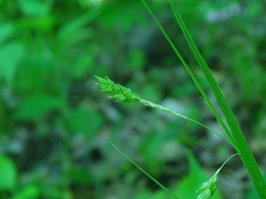 Carex formosa