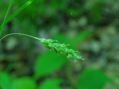 Carex formosa