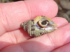 Paciocinebrina circumtexta