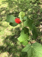 Malvaviscus arboreus drummondii