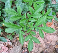 Amorphophallus paeoniifolius