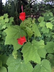 Malvaviscus arboreus drummondii