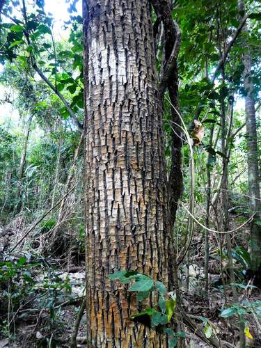 Alligatorbark (Calophyllum sil)