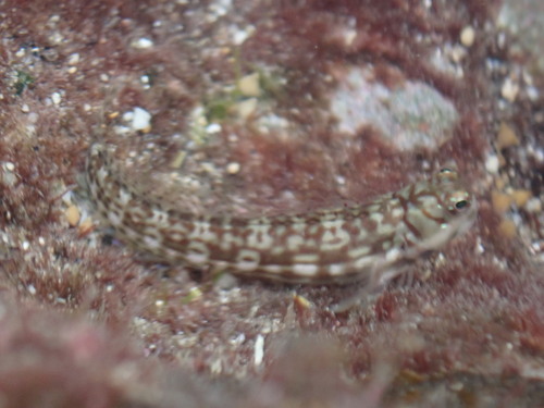 Dashed-line Blenny — seen at this dive site