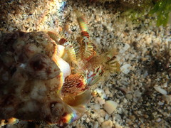 オキナワオニヤドカリ