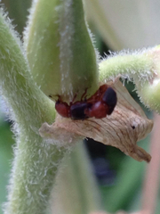 Caplothorax melanopterus