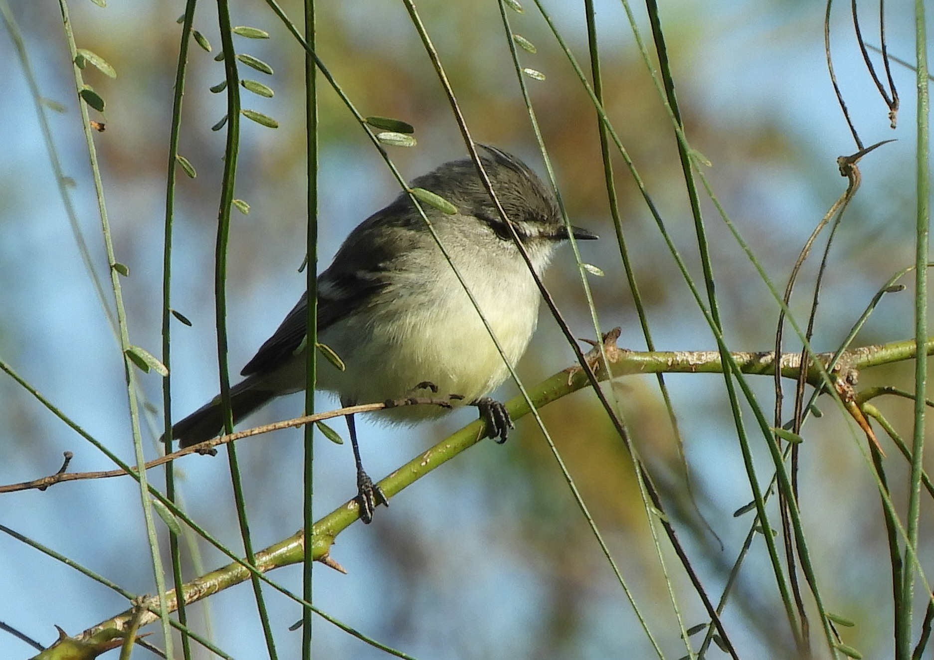 Straneck's Tyrannulet illustration