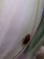 Caplothorax melanopterus