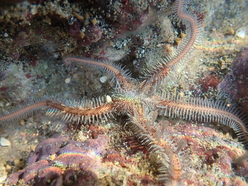 Chain-link Brittle Star (Ophiomastix annulosa)