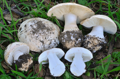 Leucoagaricus amanitoides image