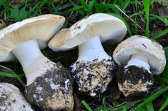 Leucoagaricus amanitoides image