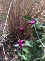 Bletia macristhmochila