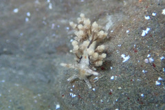 Eubranchus olivaceus