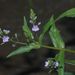 Blue Water-Speedwell - Photo (c) eyeweed, some rights reserved (CC BY-NC-ND)