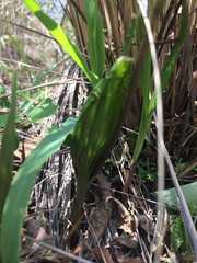 Bletia macristhmochila