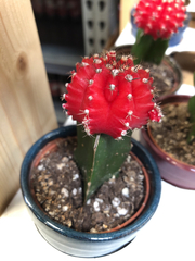 Gymnocalycium