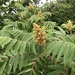 Staghorn Sumac - Photo (c) mkosiewski, some rights reserved (CC BY-NC)