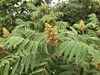 Staghorn Sumac - Photo (c) mkosiewski, some rights reserved (CC BY-NC), uploaded by mkosiewski