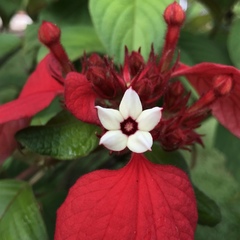 Mussaenda erythrophylla