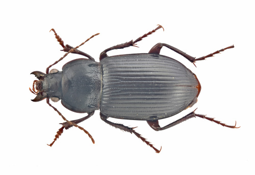 Amara gansuensis
