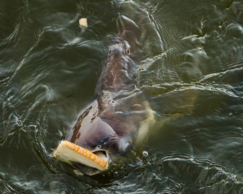 Giant pangasius (Pangasius sanitwongsei) — Pangasiidae — 3