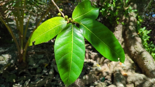 Ficus tinctoria observed 2024-07-31
