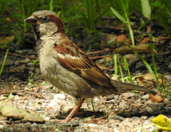 Passer domesticus