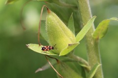 Horvathiolus superbus